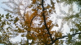 紅葉12