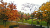 紅葉5