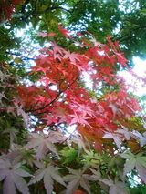 紅葉10