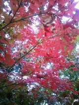 紅葉9