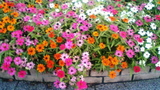 お花たち1