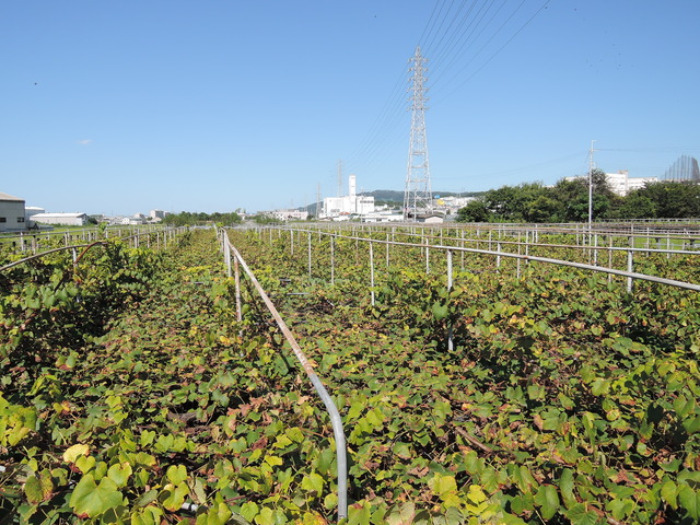 DSCN3326