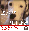 BabanBan! Dog PETER