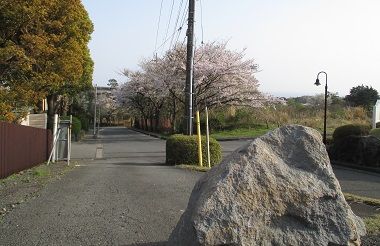 100桜と岩