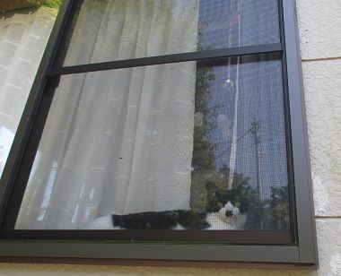 にゃん窓辺