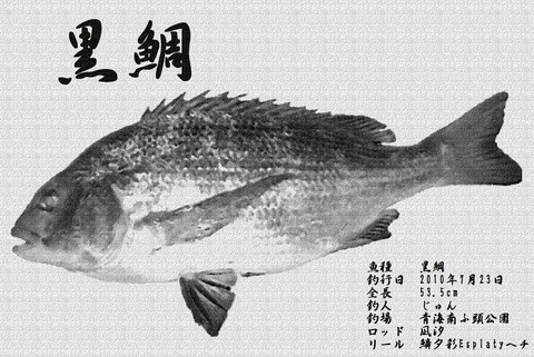 立体魚拓　チヌ　黒鯛　クロダイ 立体魚拓 チヌ 黒鯛 クロダイ 彫刻 Lazuli World 通販 19405318