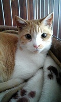 ねこ