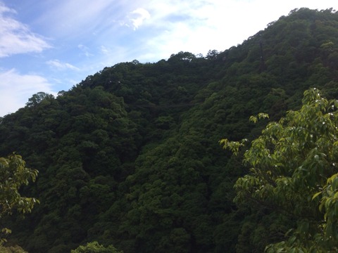 山緑
