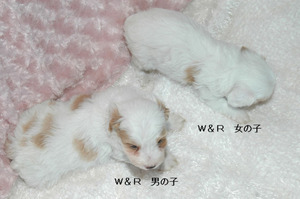 BlogPaint
