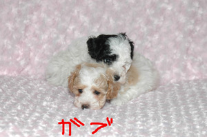 BlogPaint
