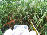 dacda9a7.jpg