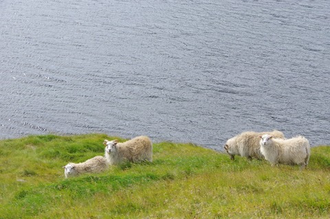 Ice sheep4