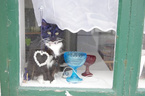 Iceland cat