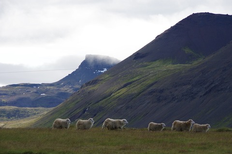 ice_sheep row