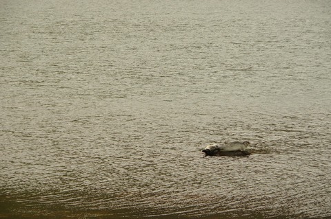 ice sealion