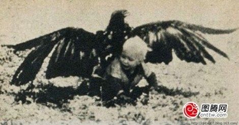 eagle-kidnap-kid-3
