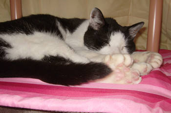 nekotatsu