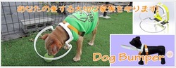 dog_bumper