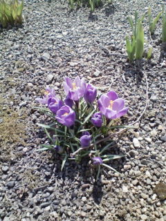 お花も咲いた