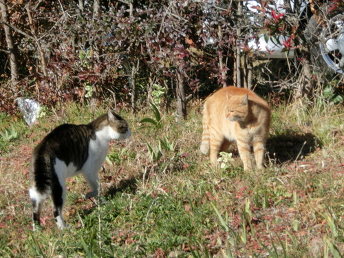CIMG0422