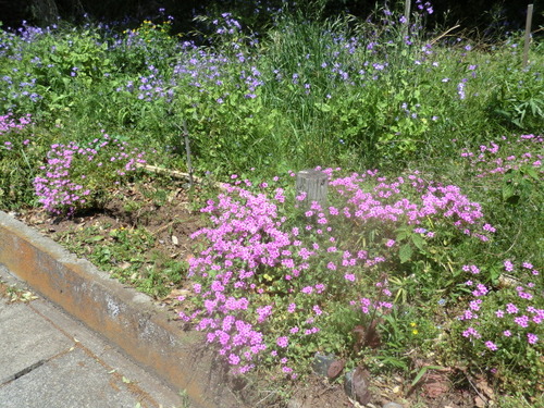 CIMG0420