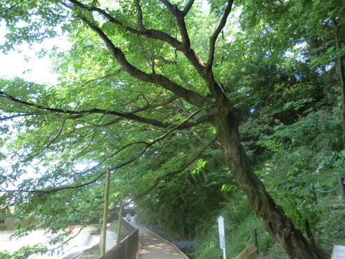 CIMG0431