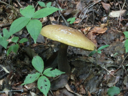 CIMG0881