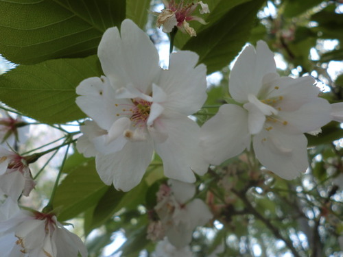 CIMG0816