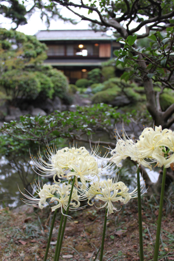 屋敷と彼岸花