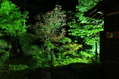 20160504 (490)