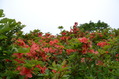 niigata2 (51)