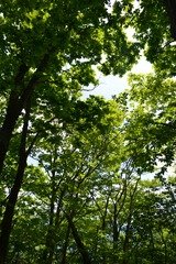 20110604mitou (22)