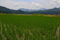 niigata3 (43)