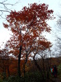 2011nasu (60)