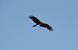 20130505 (52)