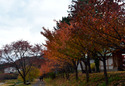 121110_11yubiso (302)