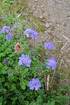 iide3 (23)