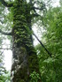 noguch (139)