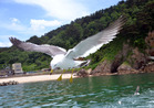 niigata3 (100)