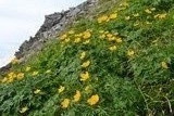 hakuba2 (11)