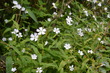 iide1 (19)