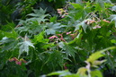 niigata2 (60)