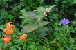 iide3 (24)