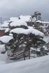 1301tsugaru (100)