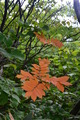 niigata2 (58)