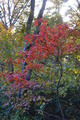 20111009 (92)