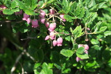 yakeishi (68)