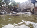 niigata3 (157)