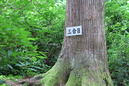 にのうじ (44)