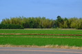 niigata2 (76)